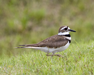 Kildeer